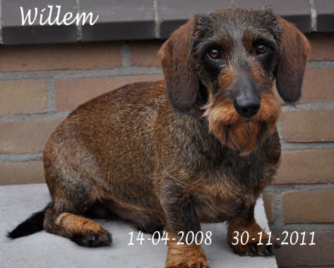 Willem 14042008 30112011