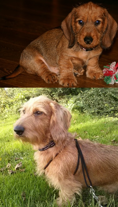 Rosso once a puppy and now...